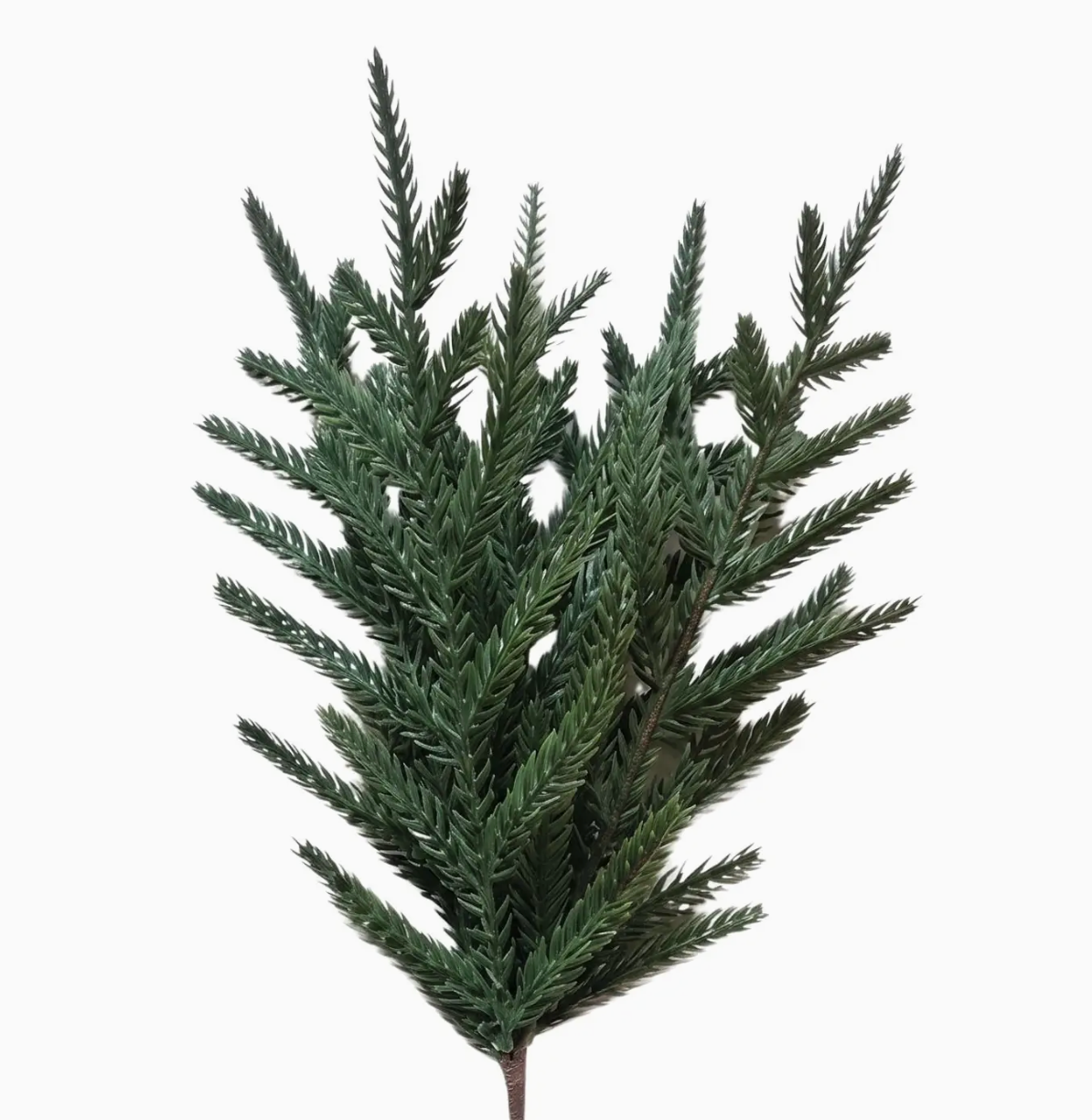 14in Norfolk Pine Pick